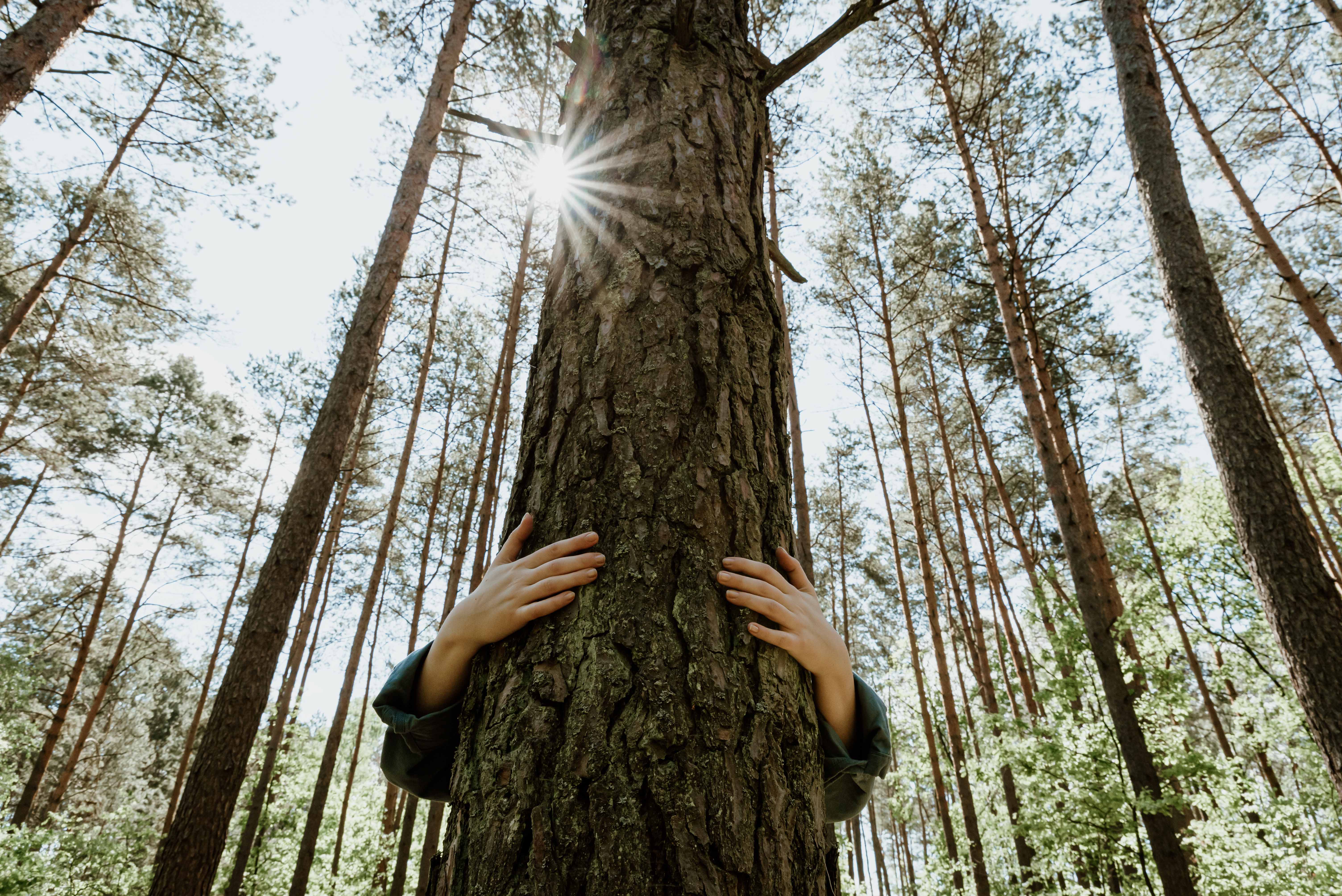 iso14001-sdg-dqs-mensch umarmt baum
